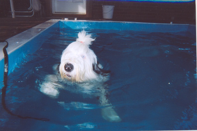 /images/events/32/Blue enjoying a swim.jpg